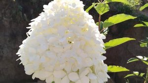 Гортензия «Грандифлора», НЕ ИГНОРИРУЙТЕ ЕЁ!