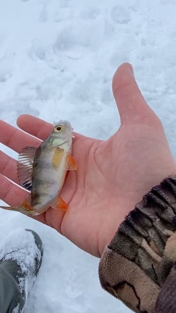 Нашел окуня в глухозимье)