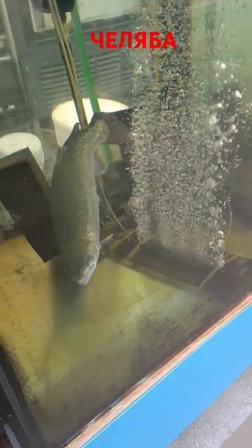 #челябинск174 #рыбалка #fishing #рыба #осётр #форель смотреть онлайн