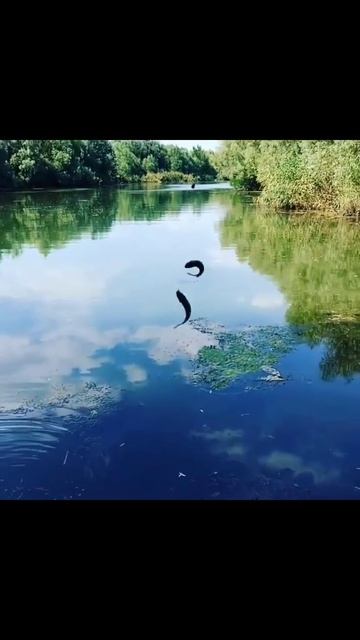 Ловим весеннего карася #fishing #рекомендации #shotrs #short #ка?