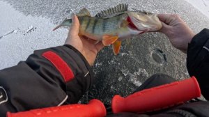 ПЕРВЫЙ ЛЁД В ФЕВРАЛЕ!ЛОВЛЯ ОКУНЯ НА БАЛАНСИР