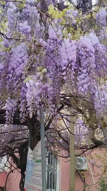 Глициния зацвела 🎉 #travel #отдых #море #путешествия смотреть онлайн