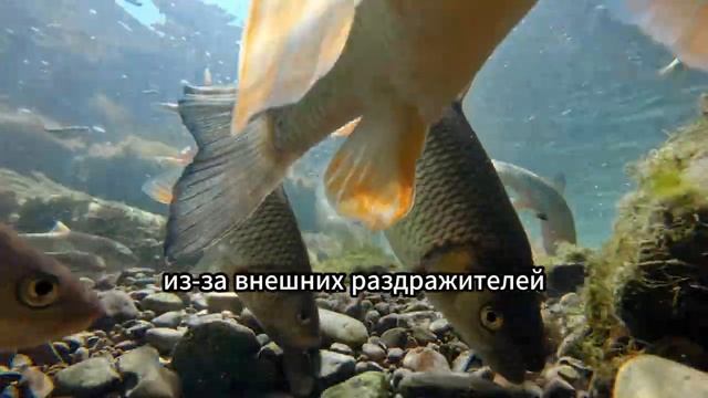 5 причин, почему рыба не клюёт! Вы будете удивлены. #fishing смотреть онлайн