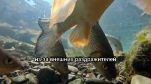 5 причин, почему рыба не клюёт! Вы будете удивлены. #fishing
