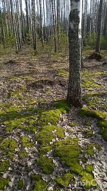 Березовый лес сегодня... смотреть онлайн