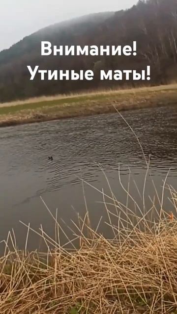 ходють тута всякие.. наверно подранка спугнул.. #fishing #р?