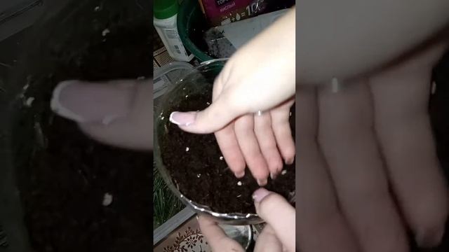 УКОРЕНЕНИЕ ХВОЙНЫХ В ДОМАШНИХ УСЛОВИЯХ| УКОРЕНЕНИЕ СО