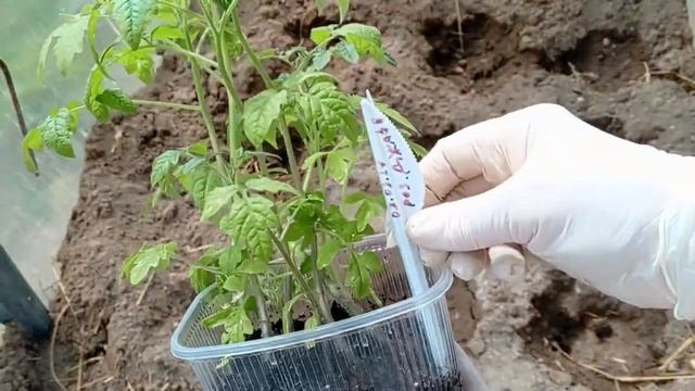 Высадка томатов в теплицу смотреть онлайн