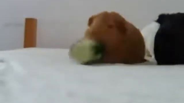 Ария влюблённого поросёнка смотреть онлайн