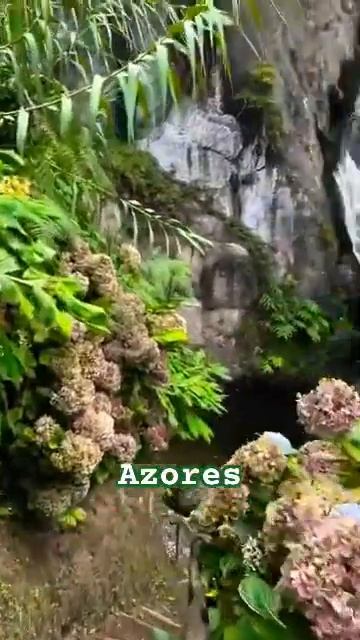 #hydrangea#macrophylla#hortensia#гортензия#garden#гортензія #shorts#アジサイ
