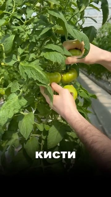 Болезнь «Вершинная гниль» смотреть онлайн