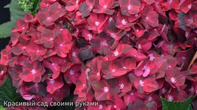 КАК СОХРАНИТЬ КРУПНОЛИСТОВУЮ ГОРТЕНЗИЮ ЗИМОЙ? НЕ ДЕЛА