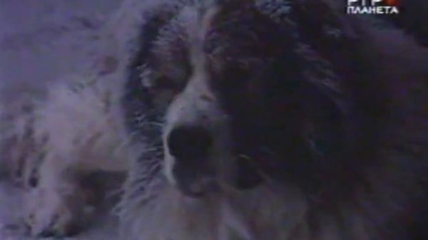 Лома - забытый друг х.ф. 1982 год.