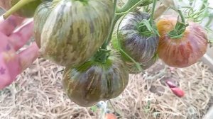 Обзор томатов 2024: Сладкая карамель Софии