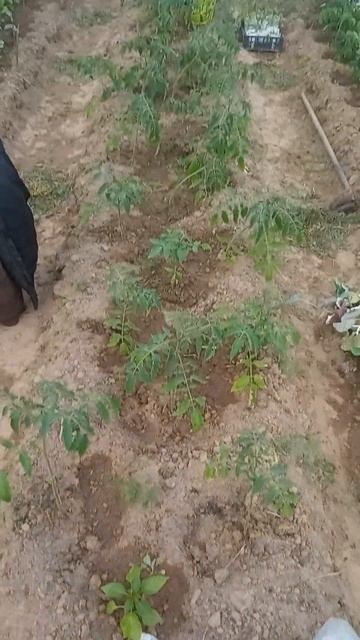 Моя теплица капелька. Проволочный подвес для подвязки смотреть онлайн