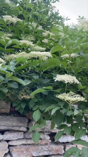 Бузина черная - лекарственное растение! Применяется п? смотреть онлайн