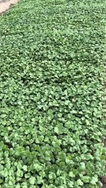 Рассада арбуза 🍉💦🌱 смотреть онлайн