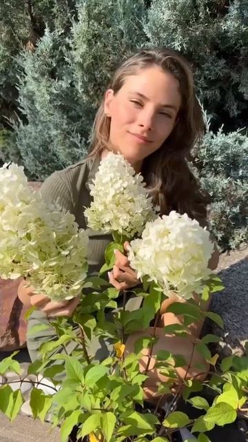 Гортензии —удивительные растения, которые могут радо