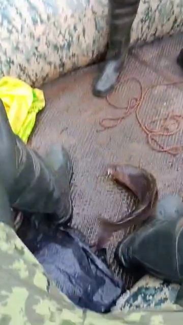 Крупный ХАРИУС рвёт снасти/ловля хариуса на спинниг/Р? смотреть онлайн