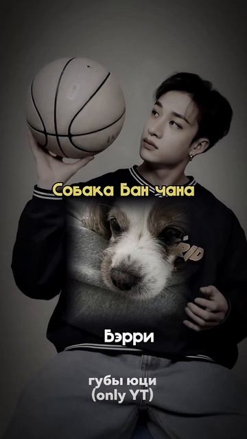 Домашние животные участников группы Stray kids!| #kpop #gidle #кп смотреть онлайн