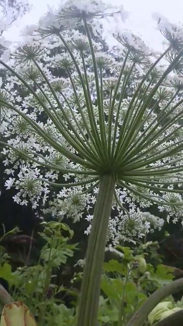 Борщевик вновь цветёт смотреть онлайн