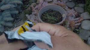 ЭТИ БОЙЛЫ ЛОВЯТ / Мини бойлы с силиконовым кольцом Dolphin