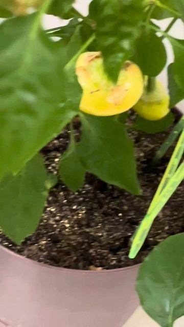 Перцы после зимы на балконе, уход 🧴 смотреть онлайн