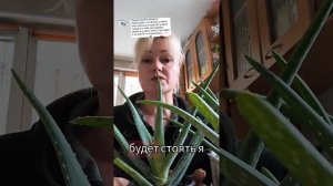 Почему не растёт Алоэ? #цветы #алоэ