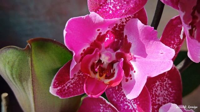 Phal. Sally1🌺 Домашнее цветение крупноцветковой бабочки С смотреть онлайн