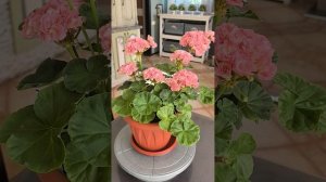 Ирида Мамины Розы Пеларгония