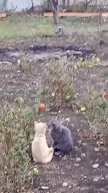 Серый и рыжий котёнок едят помидоы с куста. #котята #ко? смотреть онлайн