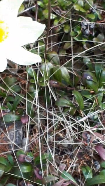 Якутск, подснежники в лесу в конце мая смотреть онлайн