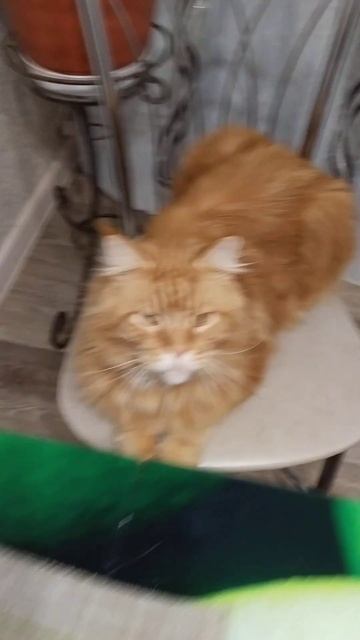 Кот♥️ ну как тут быть смотреть онлайн