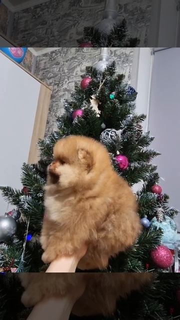 31 декабря 2022 г.