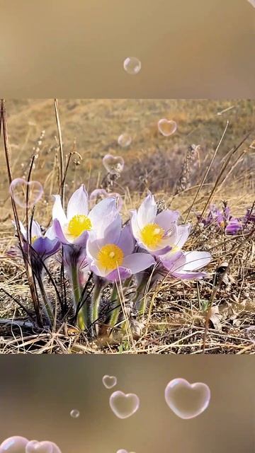 Весеннее преображение. Подснежники "сон-трава" (простр смотреть онлайн