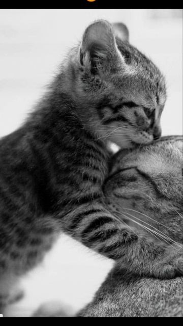 обои с котиками#рекомендацыя смотреть онлайн