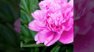 😍 ПИОНЫ  / Пион молочноцветковый Амабилис / Нежная муз