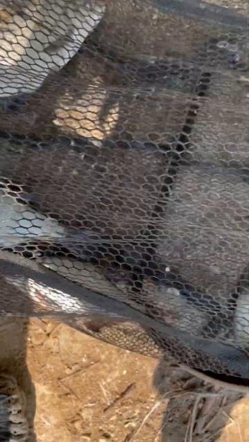 Фидер#рыба# лещ# подлещик# смотреть онлайн