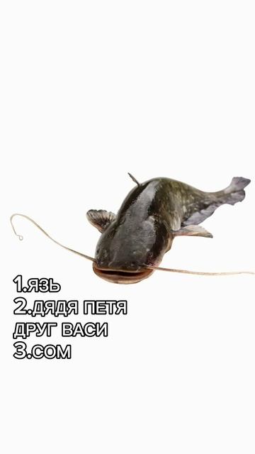 Тест на знание рыбы #cyvsy #fishing #spinning смотреть онлайн