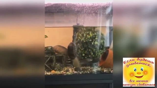 Подборка коротких приколов №3 смотреть онлайн