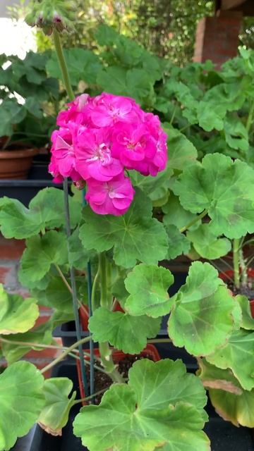 Пеларгония Шелк Лиловые сумерки смотреть онлайн