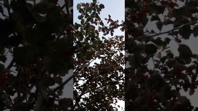 Мой боярышник. смотреть онлайн