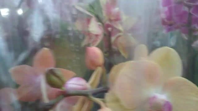 🎄Предновогодний завоз орхидей в ОБИ🌻☃️🌸тц Фантас смотреть онлайн