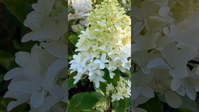 Эта чудо-гортензия Скайфол! смотреть онлайн