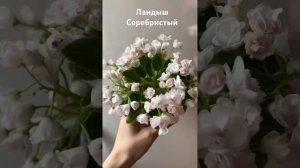 Ландыш Серебристый мини-фиалка