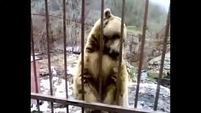 ОТБОРНЫЕ ПРИКОЛЫ | ЛУЧШИЕ ПРИКОЛЫ МАЙ 2019 ржака до слез угар прикол - ПРИКОЛЮХА смотреть онлайн