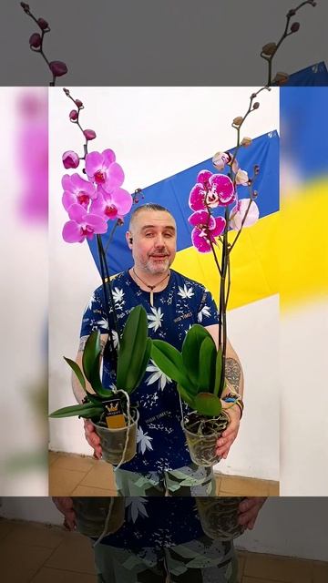 Орхидеи Фаленопсис Бернхард микс, цена 370 гривен! Брон? смотреть онлайн