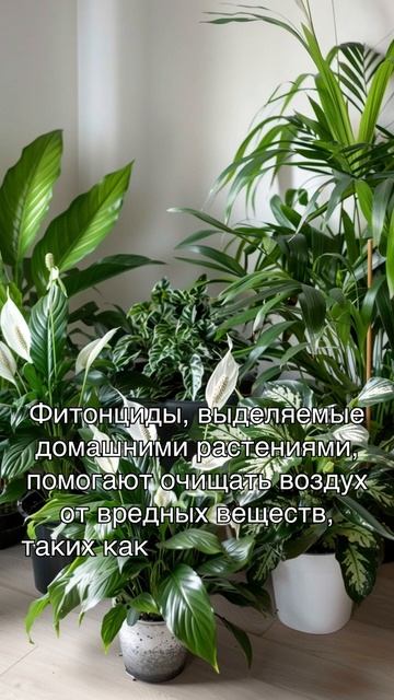 Фитонциды для очистки воздуха смотреть онлайн