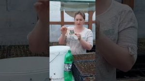 Первая подкормка рассады. Используем ЦИРКОН.