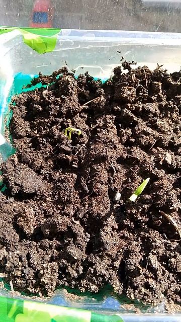 Первые удивительные результаты всходов перцев и бакл? смотреть онлайн